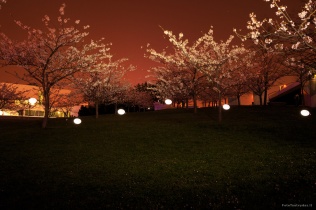 Velykų fotosesija naktiniame sakurų parke Vilniuje