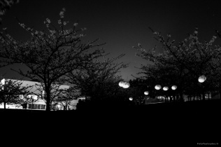 Velykų fotosesija naktiniame sakurų parke Vilniuje